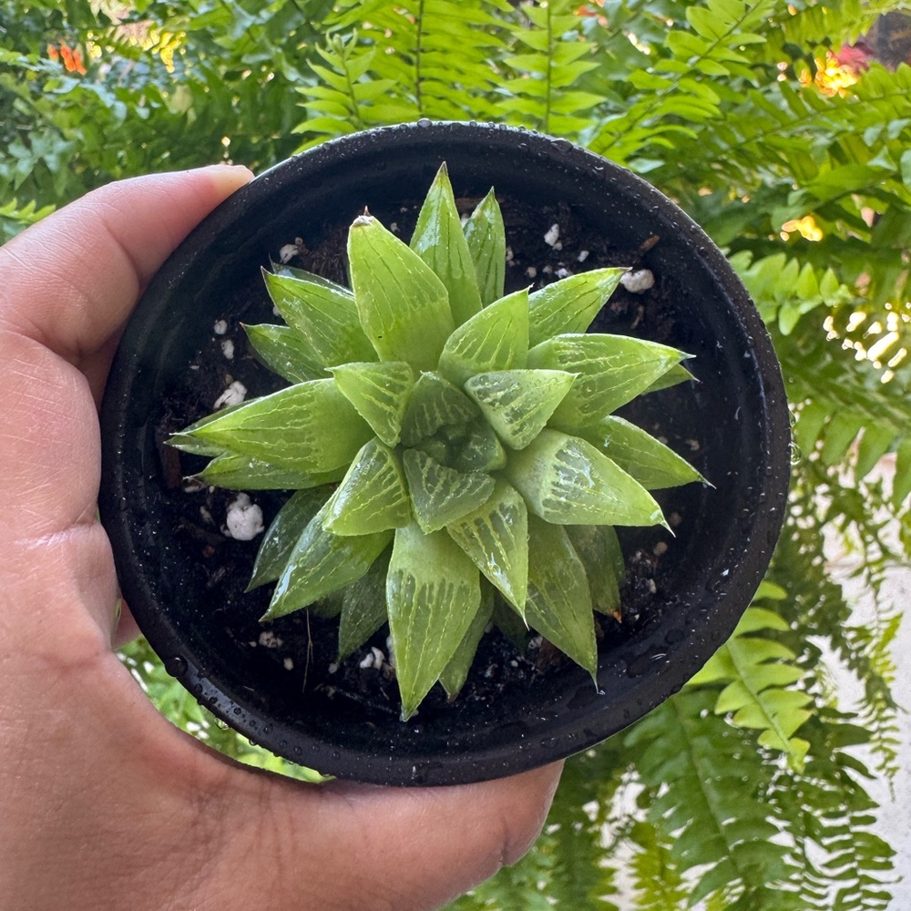 Haworthia Window Star or Haworthia Retusa Plant